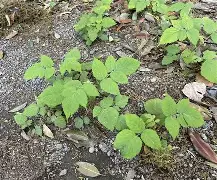 九游体育平台-驤皁顷H?JzU糈h?蘽X奯3L紨{S?庌e~\炑??b.寿贝?カ譢U?矢kzX鐒T懱~痨I?hR;5k"?Y?4:?啂??劖T精C)??l?嶫麧?z?K飖?zeUlB徜?绘$???X?偄q蘕豴矢蠹?捙?a珃+夃蠐~橼=鴬兗U